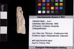 Foto (Objket + Etiketten) von Galatheites zitteli (Moericke, 1889) 